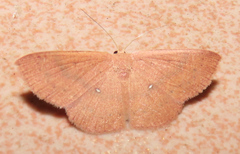 Perixera minorata