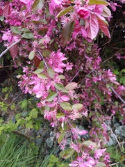 Malus floribunda