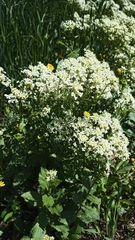 Lepidium draba