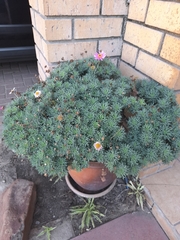 Argyranthemum frutescens