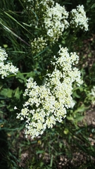 Lepidium draba