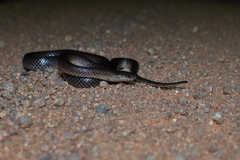 Cryptophis boschmai