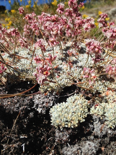 Eriogonum kennedyi var. alpigenum