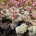 Southern Alpine Buckwheat - Photo (c) Stephanie Calloway, some rights reserved (CC BY-NC), uploaded by Stephanie Calloway