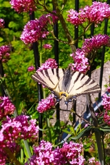 Iphiclides podalirius