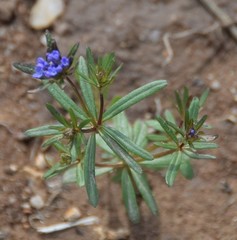 Asperula arvensis