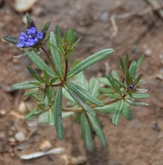 Asperula arvensis