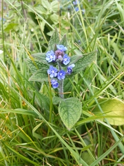 Pentaglottis sempervirens