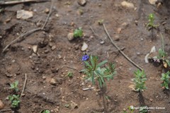Asperula arvensis