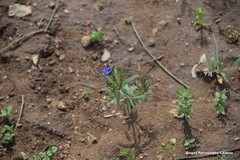 Asperula arvensis