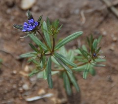 Asperula arvensis