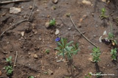 Asperula arvensis