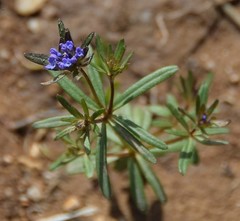 Asperula arvensis