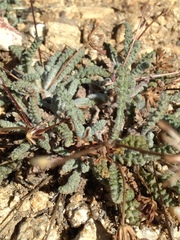 Chaenactis santolinoides