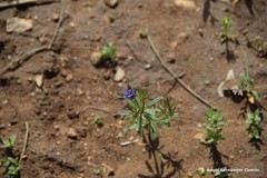 Asperula arvensis