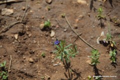 Asperula arvensis