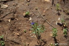Asperula arvensis