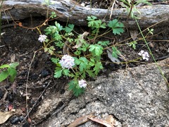 Trachymene procumbens