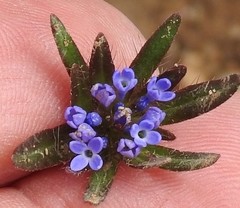 Asperula arvensis