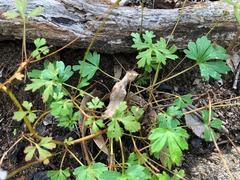 Trachymene procumbens