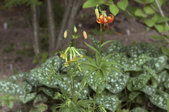 Polemonium pauciflorum