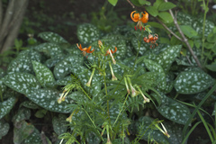 Polemonium pauciflorum