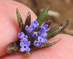 Asperula arvensis