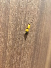 Macrostemum fastosum