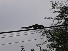 Callosciurus caniceps