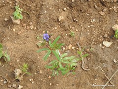 Asperula arvensis