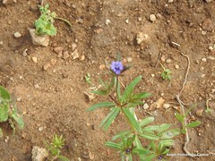 Asperula arvensis