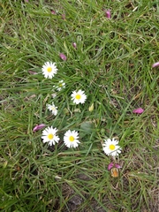 Bellis perennis