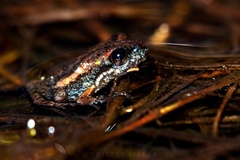 Microbatrachella capensis