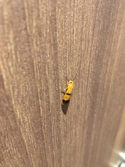 Macrostemum fastosum