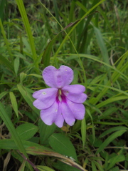 Impatiens hawkeri