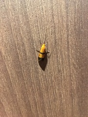 Macrostemum fastosum