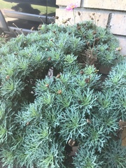 Argyranthemum frutescens