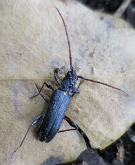 Callidiopis scutellaris