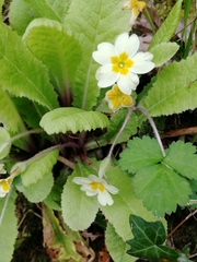 Primula vulgaris