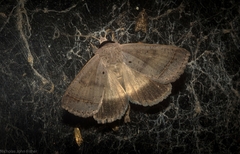 Pantydia capistrata