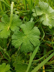 Geranium pyrenaicum