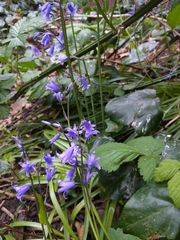 Hyacinthoides × massartiana