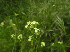 Biscutella auriculata