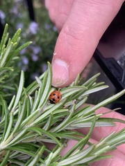 Coccinella septempunctata
