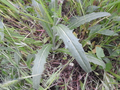 Biscutella auriculata