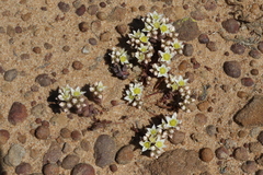 Dudleya brevifolia