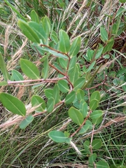 Cryptolepis oblongifolia