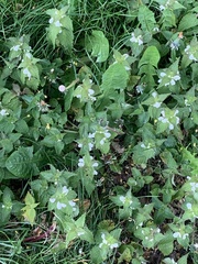 Lamium album