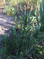 Aloiampelos commixta