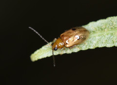 Monolepta longitarsoides
